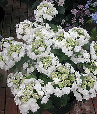 Chigusa Hydrangea Hydrangea Hydrangea Keiko 5 Seedling E1