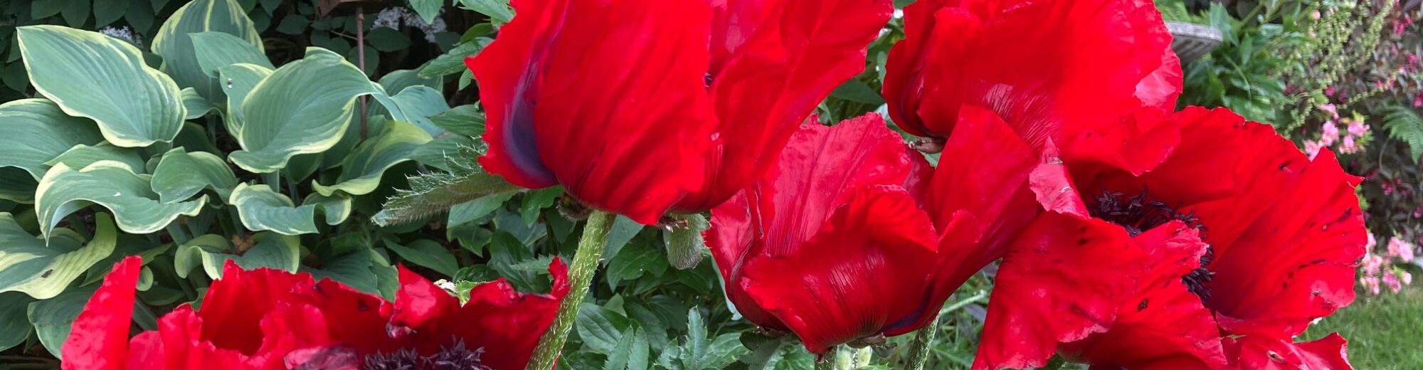 LYNN VALLEY GARDEN CLUB