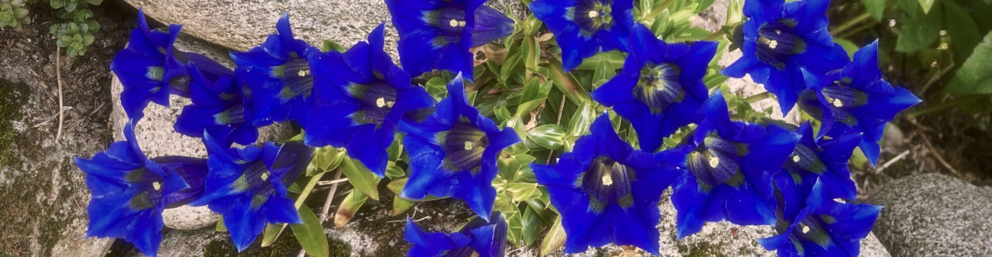 LYNN VALLEY GARDEN CLUB