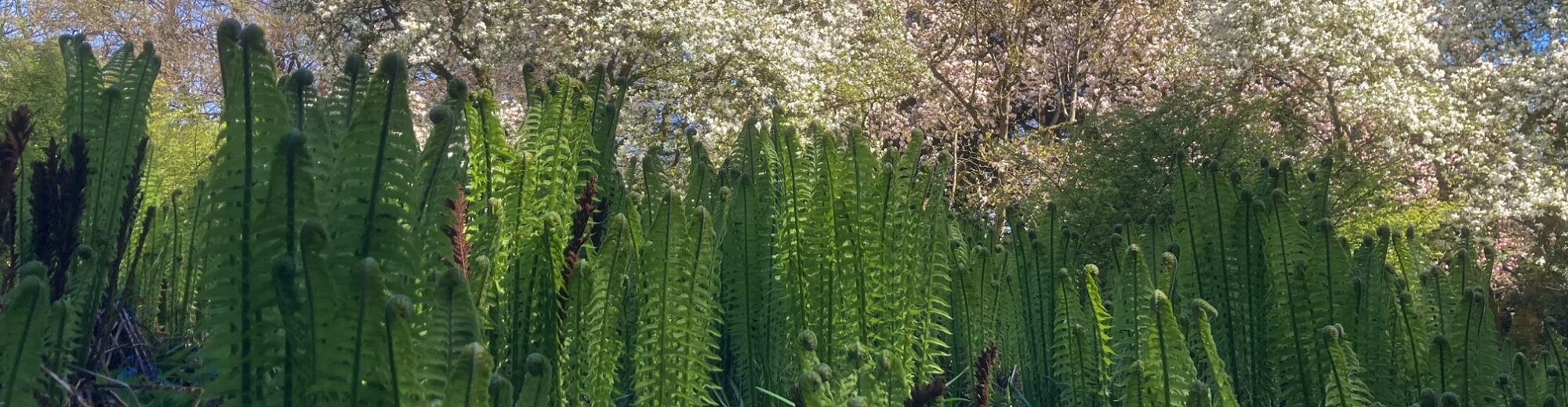 LYNN VALLEY GARDEN CLUB